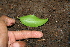  ( - BioBot00269)  @11 [ ] CreativeCommons - Attribution Non-Commercial Share-Alike (2010) Daniel H. Janzen Guanacaste Dry Forest Conservation Fund