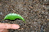  ( - BioBot00269)  @11 [ ] CreativeCommons - Attribution Non-Commercial Share-Alike (2010) Daniel H. Janzen Guanacaste Dry Forest Conservation Fund