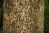  ( - BioBot00270)  @11 [ ] Copyright (2010) Unspecified Unspecified