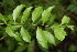  (Schoepfiaceae - BioBot00271)  @13 [ ] CreativeCommons - Attribution Non-Commercial Share-Alike (2010) Daniel H. Janzen Guanacaste Dry Forest Conservation Fund