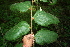  ( - BioBot00273)  @11 [ ] CreativeCommons - Attribution Non-Commercial Share-Alike (2010) Daniel H. Janzen Guanacaste Dry Forest Conservation Fund