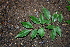  (Casearia praecox - BioBot00296)  @11 [ ] Copyright (2010) Unspecified Unspecified
