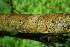  ( - BioBot00301)  @11 [ ] CreativeCommons - Attribution Non-Commercial Share-Alike (2010) Daniel H. Janzen Guanacaste Dry Forest Conservation Fund
