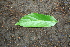  ( - BioBot00301)  @11 [ ] Copyright (2010) Unspecified Unspecified