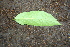  ( - BioBot00301)  @11 [ ] CreativeCommons - Attribution Non-Commercial Share-Alike (2010) Daniel H. Janzen Guanacaste Dry Forest Conservation Fund