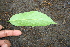  ( - BioBot00301)  @11 [ ] CreativeCommons - Attribution Non-Commercial Share-Alike (2010) Daniel H. Janzen Guanacaste Dry Forest Conservation Fund