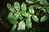  ( - BioBot00305)  @11 [ ] Copyright (2010) Unspecified Unspecified