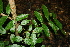  ( - BioBot00306)  @11 [ ] Copyright (2010) Unspecified Unspecified