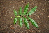  ( - BioBot00306)  @11 [ ] Copyright (2010) Unspecified Unspecified