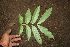  ( - BioBot00306)  @11 [ ] Copyright (2010) Unspecified Unspecified