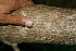  ( - BioBot00307)  @11 [ ] Copyright (2010) Unspecified Unspecified