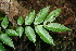  ( - BioBot00307)  @11 [ ] Copyright (2010) Unspecified Unspecified