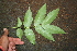  (Swietenia macrophylla - BioBot00307)  @11 [ ] CreativeCommons - Attribution Non-Commercial Share-Alike (2010) Daniel H. Janzen Guanacaste Dry Forest Conservation Fund