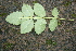  ( - BioBot00310)  @11 [ ] CreativeCommons - Attribution Non-Commercial Share-Alike (2010) Daniel H. Janzen Guanacaste Dry Forest Conservation Fund