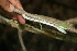  ( - BioBot00314)  @11 [ ] Copyright (2010) Unspecified Unspecified