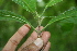  (Trigonia rugosa - BioBot00314)  @11 [ ] Copyright (2010) Unspecified Unspecified
