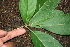  ( - BioBot00314)  @11 [ ] CreativeCommons - Attribution Non-Commercial Share-Alike (2010) Daniel H. Janzen Guanacaste Dry Forest Conservation Fund