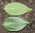  ( - BioBot00322)  @11 [ ] Copyright (2010) Unspecified Unspecified