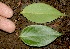  ( - BioBot00322)  @11 [ ] CreativeCommons - Attribution Non-Commercial Share-Alike (2010) Daniel H. Janzen Guanacaste Dry Forest Conservation Fund