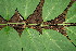  ( - BioBot00324)  @11 [ ] CreativeCommons - Attribution Non-Commercial Share-Alike (2010) Daniel H. Janzen Guanacaste Dry Forest Conservation Fund