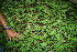  ( - BioBot00326)  @11 [ ] CreativeCommons - Attribution Non-Commercial Share-Alike (2010) Daniel H. Janzen Guanacaste Dry Forest Conservation Fund