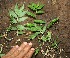  ( - BioBot00326)  @11 [ ] Copyright (2010) Unspecified Unspecified