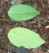  ( - BioBot00332)  @11 [ ] Copyright (2010) Unspecified Unspecified