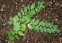  ( - BioBot00332)  @11 [ ] Copyright (2010) Unspecified Unspecified