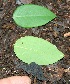  ( - BioBot00332)  @11 [ ] CreativeCommons - Attribution Non-Commercial Share-Alike (2010) Daniel H. Janzen Guanacaste Dry Forest Conservation Fund