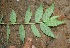  ( - BioBot00333)  @11 [ ] Copyright (2010) Unspecified Unspecified
