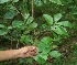  (Diospyros salicifolia - BioBot00342)  @11 [ ] CreativeCommons - Attribution Non-Commercial Share-Alike (2010) Daniel H. Janzen Guanacaste Dry Forest Conservation Fund