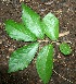  ( - BioBot00342)  @11 [ ] Copyright (2010) Unspecified Unspecified