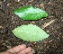  ( - BioBot00342)  @11 [ ] CreativeCommons - Attribution Non-Commercial Share-Alike (2010) Daniel H. Janzen Guanacaste Dry Forest Conservation Fund