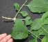  ( - BioBot00346)  @11 [ ] Copyright (2010) Unspecified Unspecified