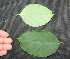  ( - BioBot00346)  @11 [ ] Copyright (2010) Unspecified Unspecified
