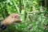  ( - BioBot00352)  @11 [ ] CreativeCommons - Attribution Non-Commercial Share-Alike (2010) Daniel H. Janzen Guanacaste Dry Forest Conservation Fund