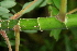  ( - BioBot00353)  @11 [ ] CreativeCommons - Attribution Non-Commercial Share-Alike (2010) Daniel H. Janzen Guanacaste Dry Forest Conservation Fund