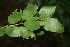  ( - BioBot00371)  @11 [ ] CreativeCommons - Attribution Non-Commercial Share-Alike (2010) Daniel H. Janzen Guanacaste Dry Forest Conservation Fund