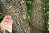  ( - BioBot00372)  @11 [ ] CreativeCommons - Attribution Non-Commercial Share-Alike (2010) Daniel H. Janzen Guanacaste Dry Forest Conservation Fund