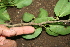  ( - BioBot00372)  @11 [ ] CreativeCommons - Attribution Non-Commercial Share-Alike (2010) Daniel H. Janzen Guanacaste Dry Forest Conservation Fund