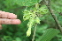  ( - BioBot00374)  @11 [ ] CreativeCommons - Attribution Non-Commercial Share-Alike (2010) Daniel H. Janzen Guanacaste Dry Forest Conservation Fund