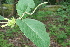  ( - BioBot00374)  @11 [ ] CreativeCommons - Attribution Non-Commercial Share-Alike (2010) Daniel H. Janzen Guanacaste Dry Forest Conservation Fund