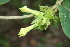  ( - BioBot00374)  @11 [ ] CreativeCommons - Attribution Non-Commercial Share-Alike (2010) Daniel H. Janzen Guanacaste Dry Forest Conservation Fund