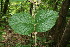  ( - BioBot00374)  @11 [ ] CreativeCommons - Attribution Non-Commercial Share-Alike (2010) Daniel H. Janzen Guanacaste Dry Forest Conservation Fund