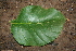  ( - BioBot00375)  @11 [ ] CreativeCommons - Attribution Non-Commercial Share-Alike (2010) Daniel H. Janzen Guanacaste Dry Forest Conservation Fund