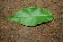  ( - BioBot00377)  @11 [ ] CreativeCommons - Attribution Non-Commercial Share-Alike (2010) Daniel H. Janzen Guanacaste Dry Forest Conservation Fund
