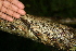  ( - BioBot00387)  @11 [ ] CreativeCommons - Attribution Non-Commercial Share-Alike (2010) Daniel H. Janzen Guanacaste Dry Forest Conservation Fund