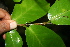  ( - BioBot00387)  @11 [ ] CreativeCommons - Attribution Non-Commercial Share-Alike (2010) Daniel H. Janzen Guanacaste Dry Forest Conservation Fund