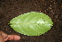 ( - BioBot00387)  @11 [ ] CreativeCommons - Attribution Non-Commercial Share-Alike (2010) Daniel H. Janzen Guanacaste Dry Forest Conservation Fund