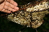  ( - BioBot00388)  @11 [ ] Copyright (2010) Unspecified Unspecified